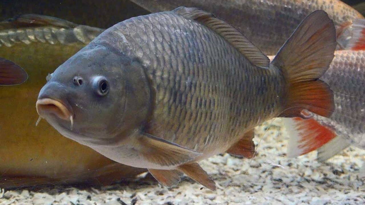 ajolote en peligro de extinción