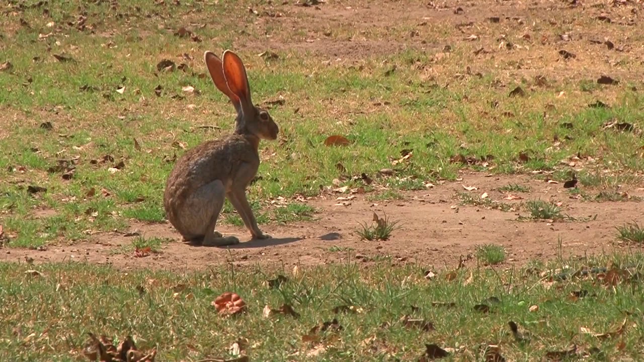 animales de méxico