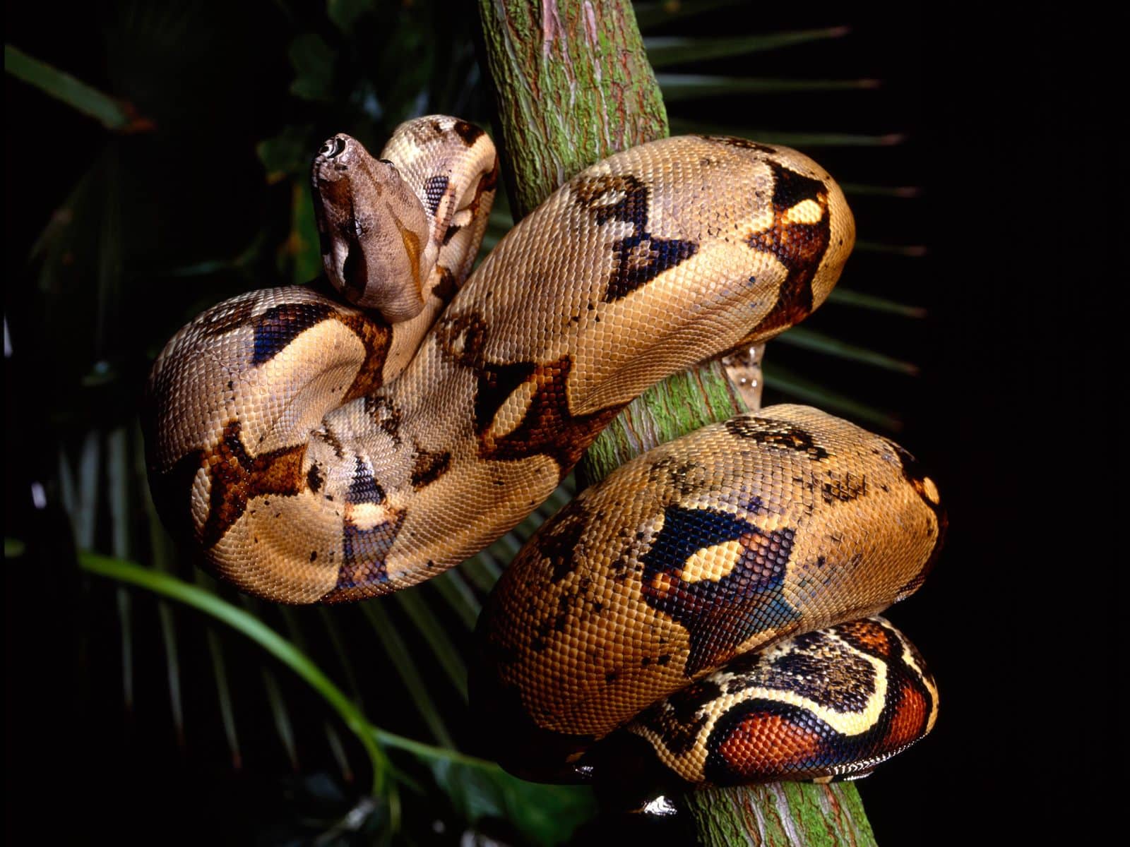 animales en peligro de extinción en panamá