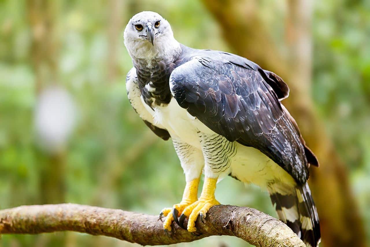 animales en peligro de extinción en panamá