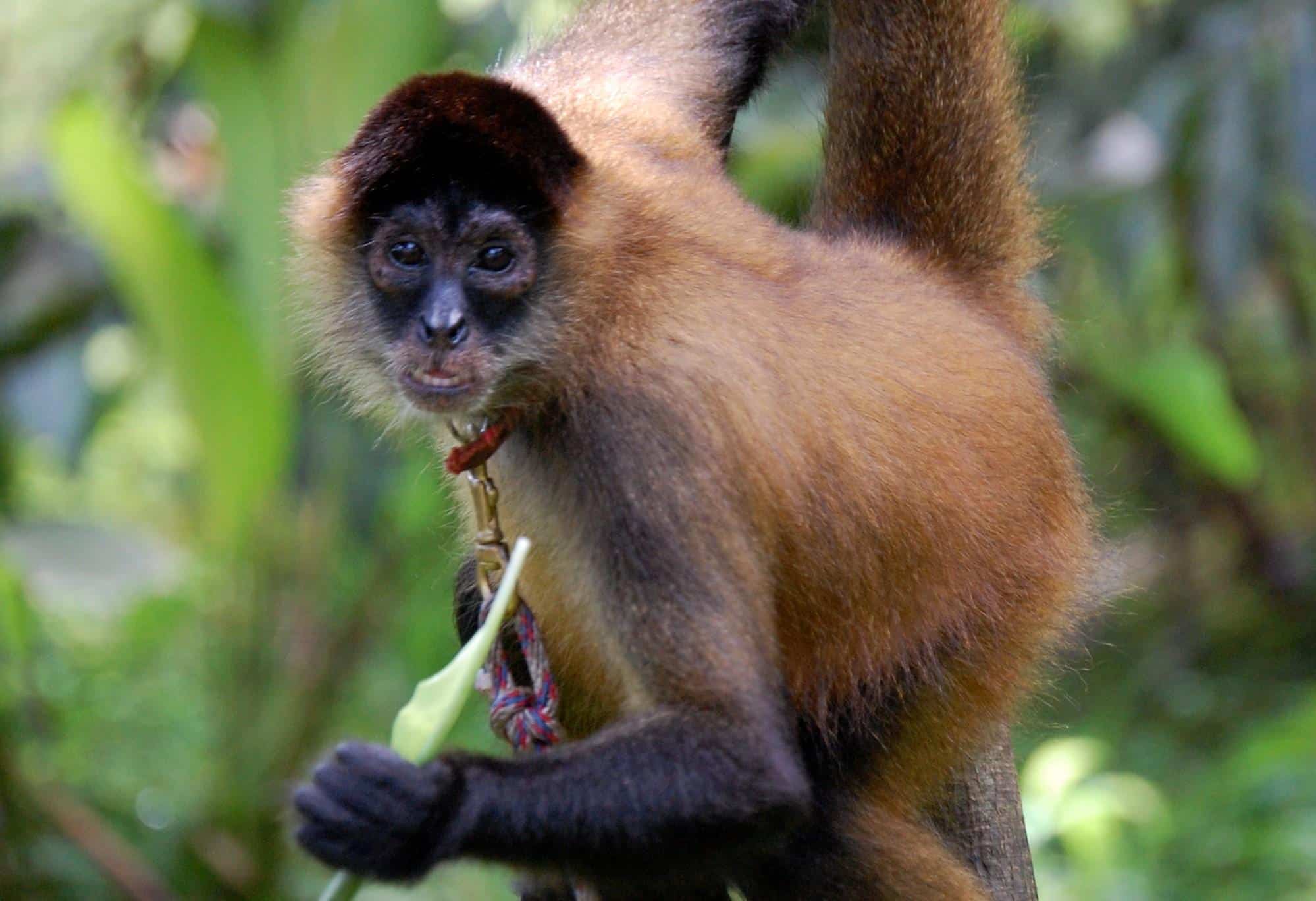 animales en peligro de extinción en panamá