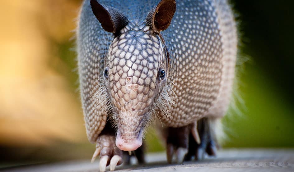 Animales en Peligro de Extinción en Ecuador