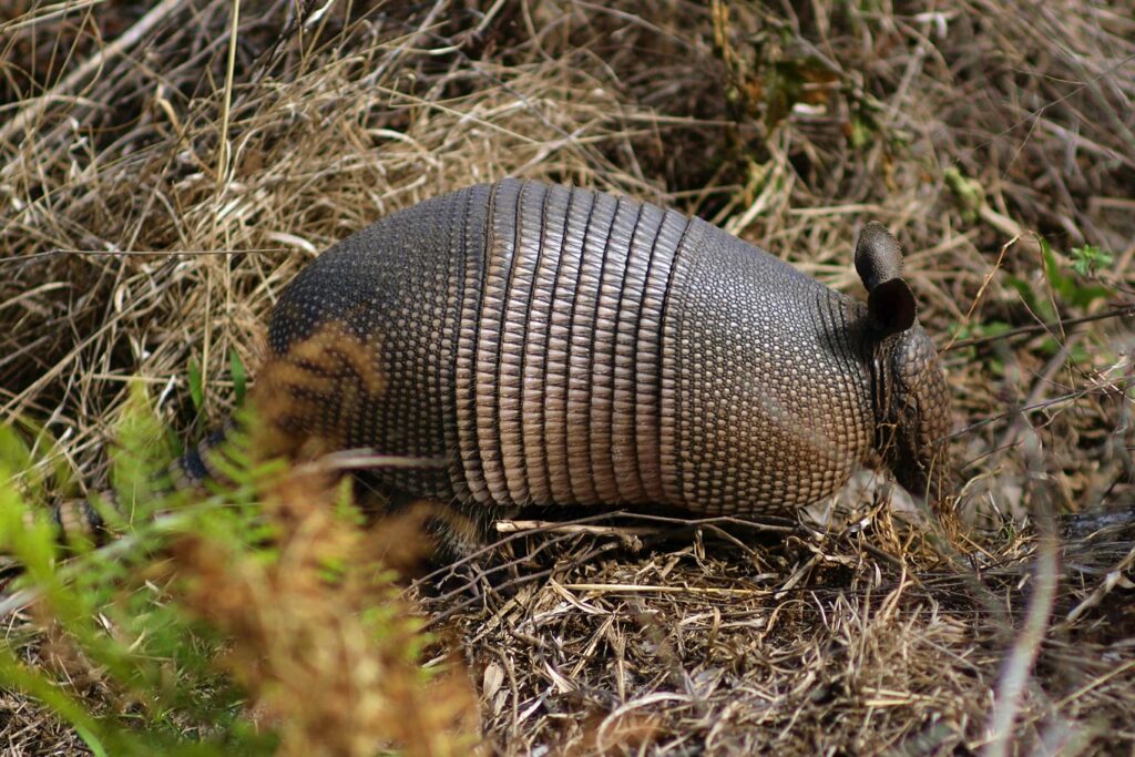 Animales en peligro de Extinción en Ecuador