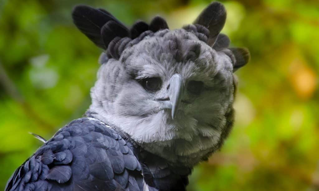 Animales en peligro e extinción en Ecuador