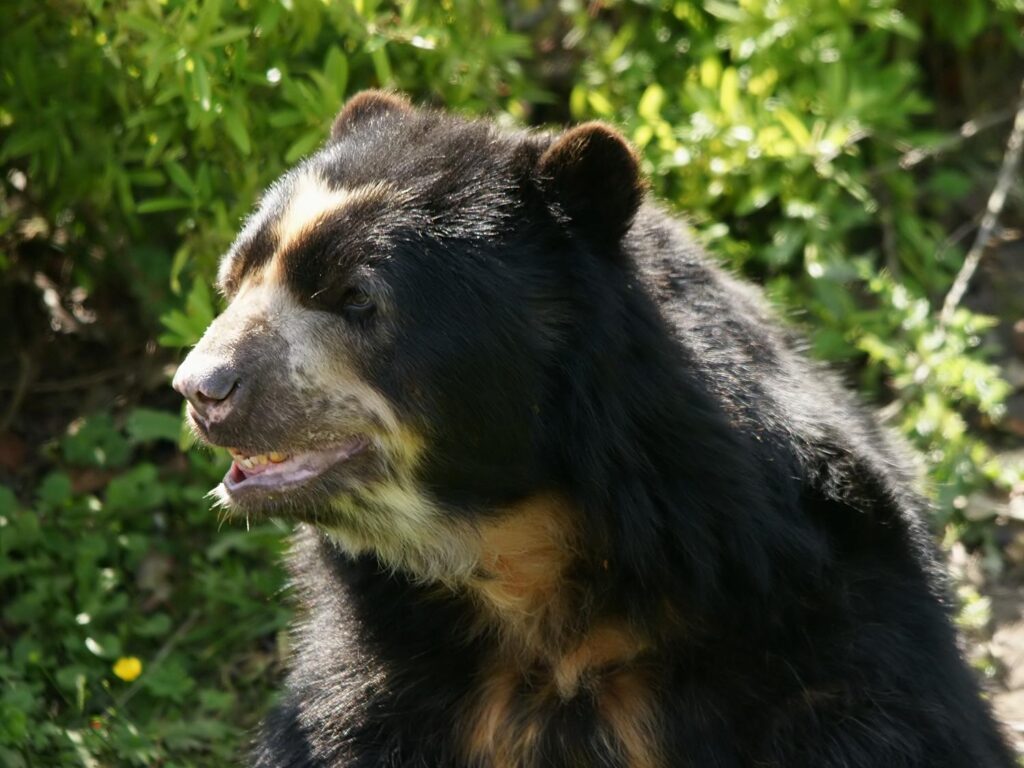 Animales en peligro de extinción en Ecuador