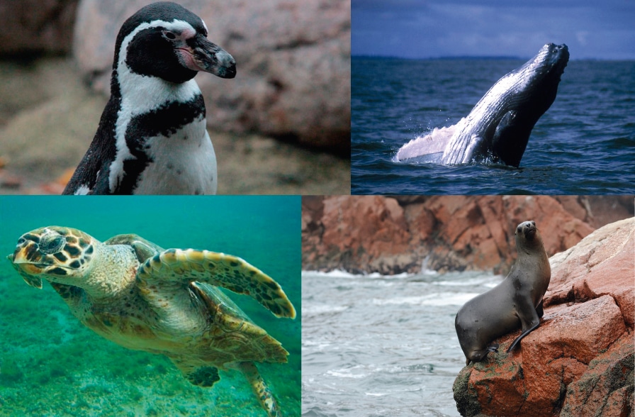 Animales en Peligro de Extinción en el Perú