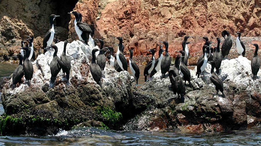 Animales en Peligro de Extinción en el Perú