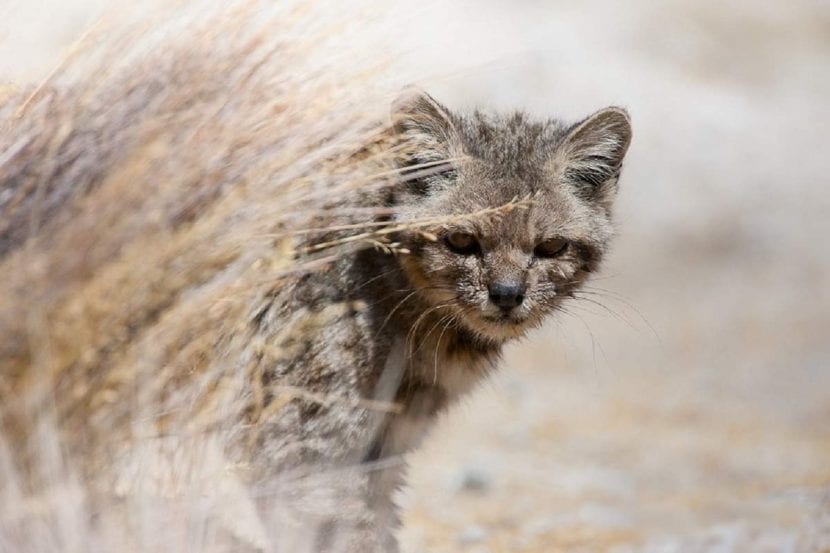 Animales en peligro de extinción en el Perú