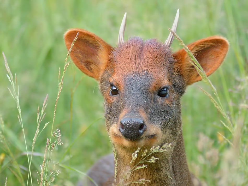 Animales en peligro de extinción en el Perú
