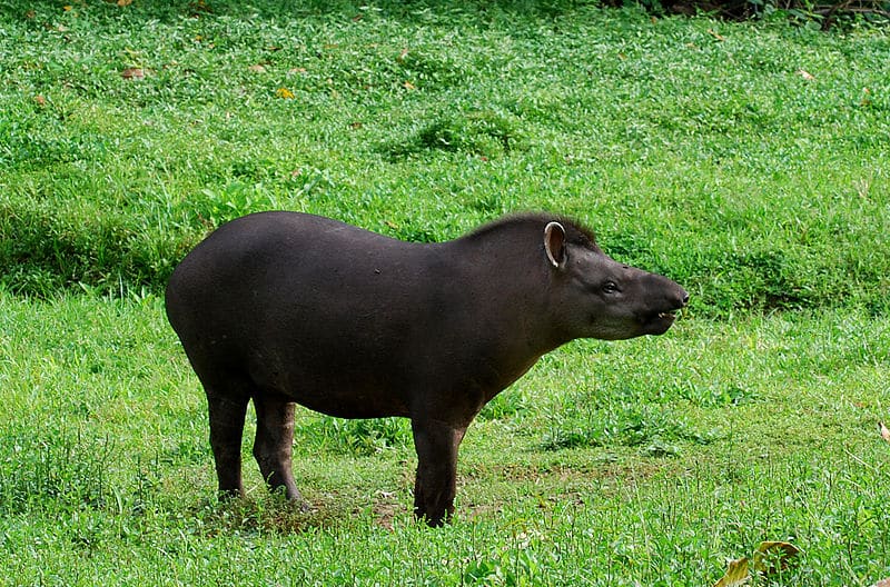 Animales en peligro de Extinción en el Perú