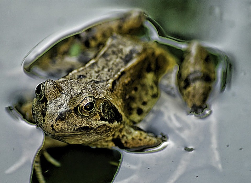 Animales en peligro de Extinción en el Perú