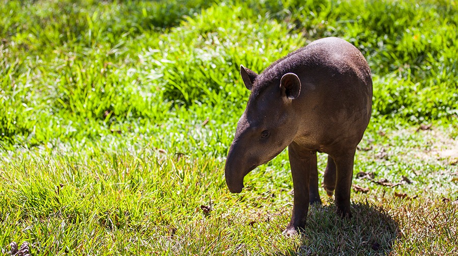 Animales en peligro e extinción en el Perú