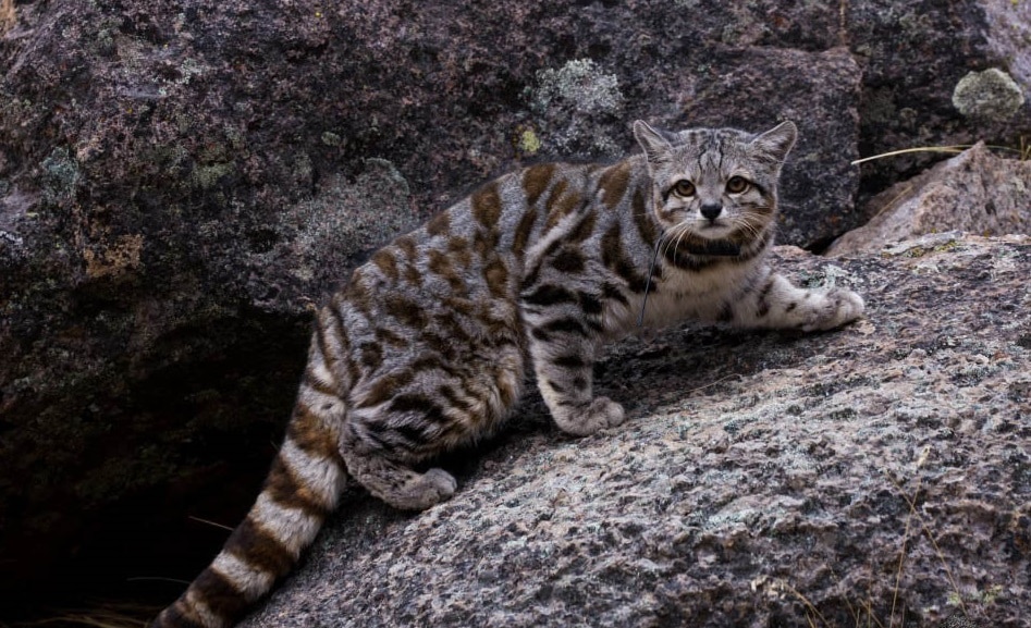 animales en peligro de extinción del perú