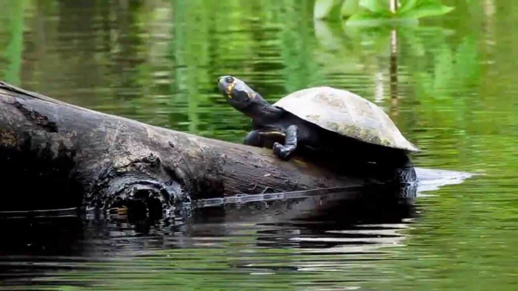 Animales en peligro de extinción en Perú