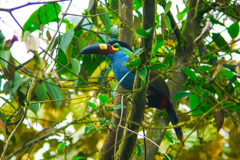 Animales en peligro de extinción en Ecuador