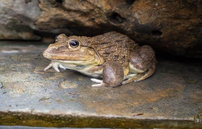 Animales en peligro de Extinción en el Perú