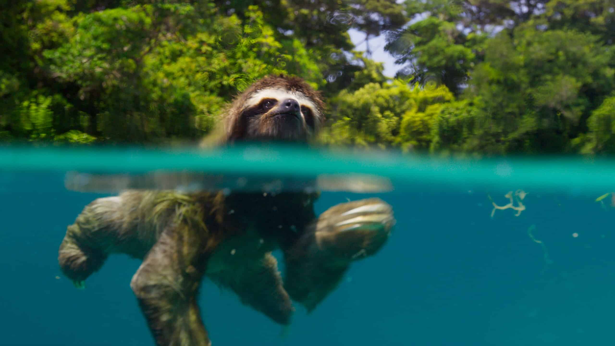 animales terrestres y acuáticos