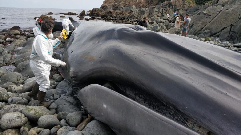 Ballena azul en peligro de extinción