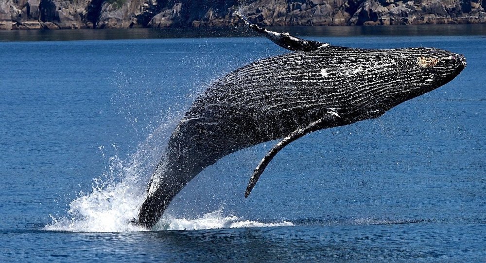 Ballena azul en peligro de extinción 