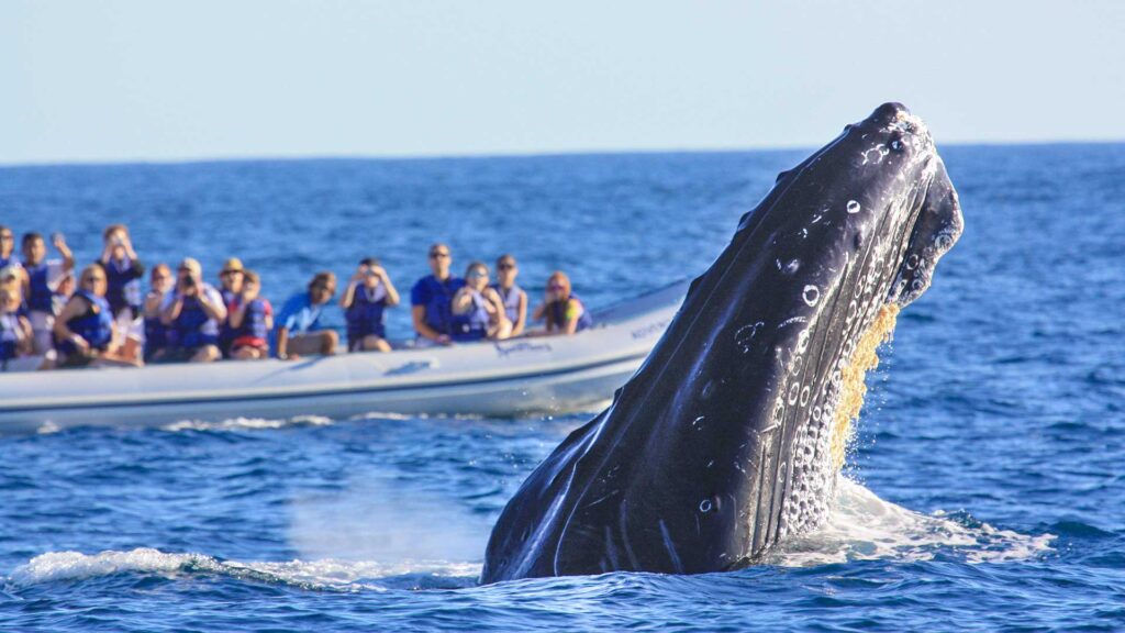 Ballena azul en peligro de extinción 