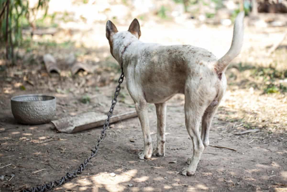 cómo evitar el maltrato animal