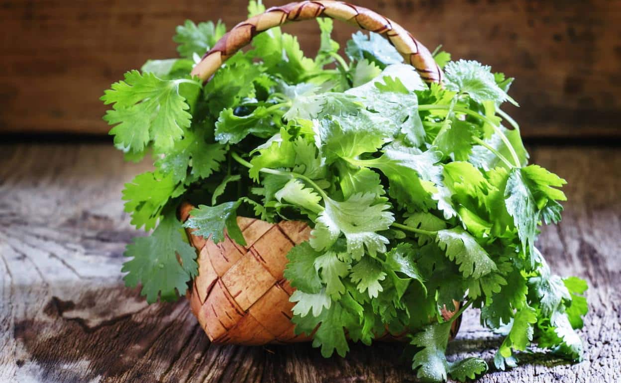 cómo sembrar cilantro sin semillas
