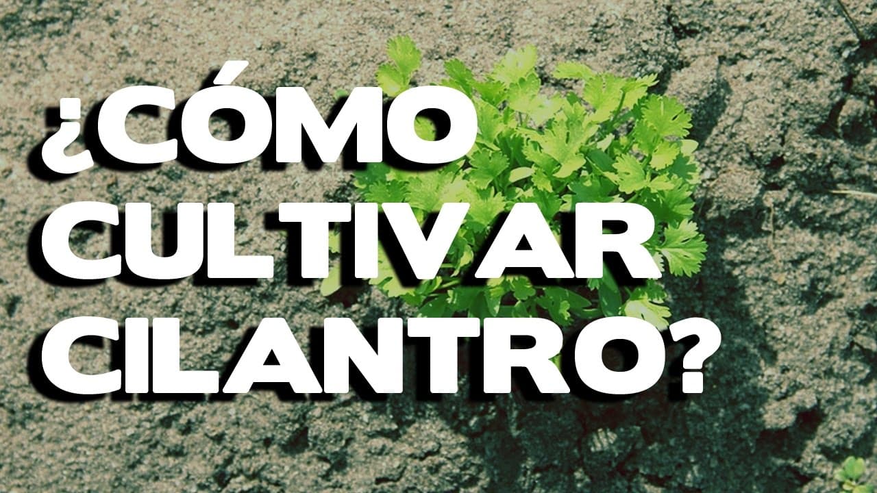 cómo sembrar cilantro sin semillas
