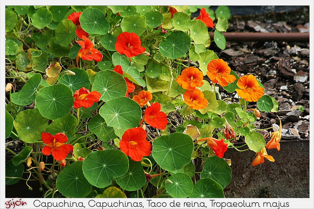 Capuchina en la cocina: usos y beneficios