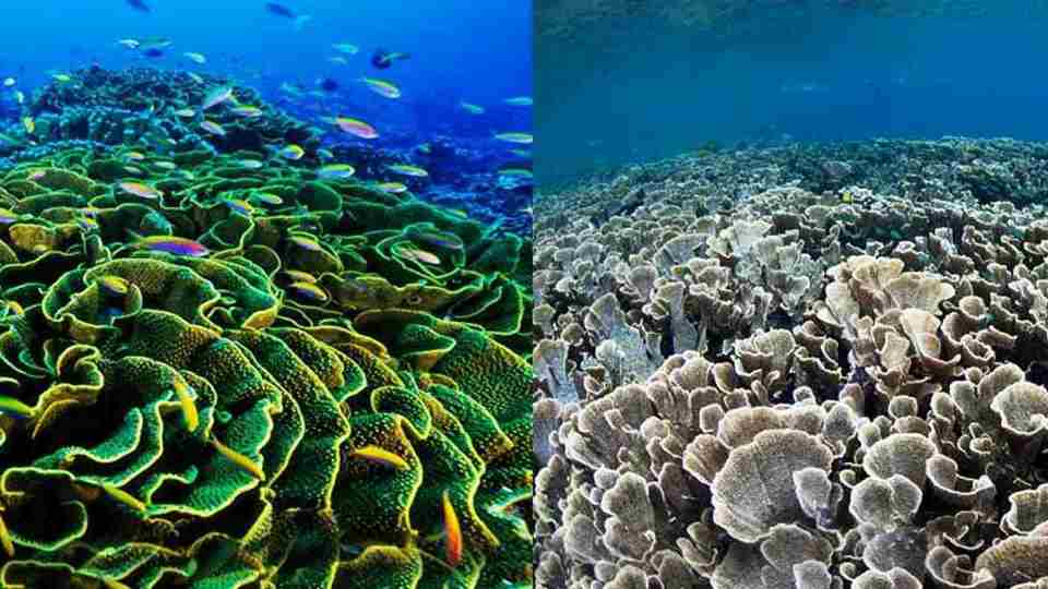 contaminación del mar