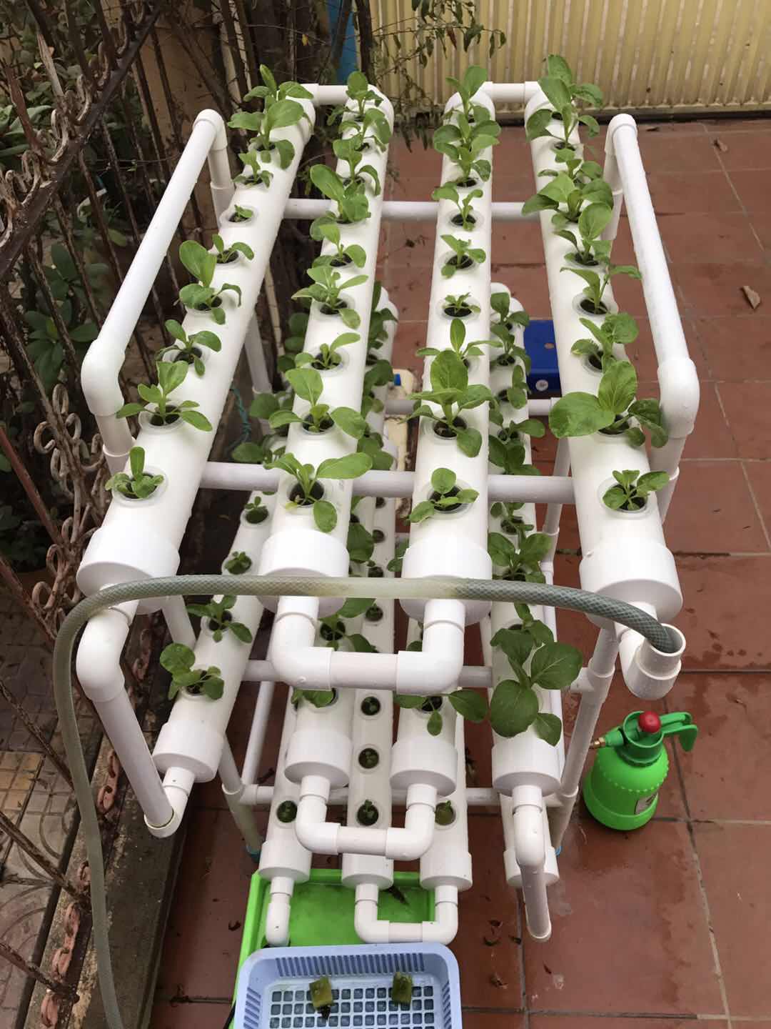 CULTIVO HIDROPÓNICO