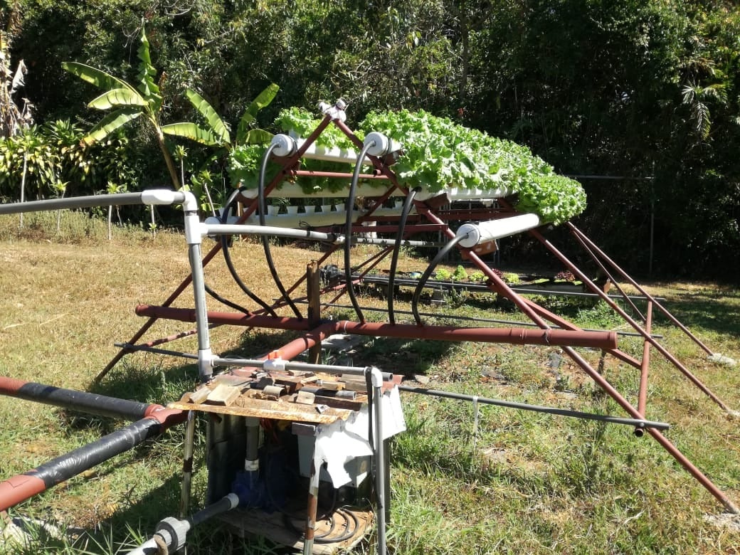 CULTIVO HIDROPÓNICO