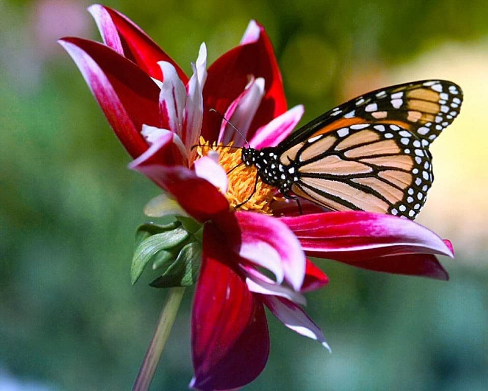 ¿Dónde viven las mariposas?