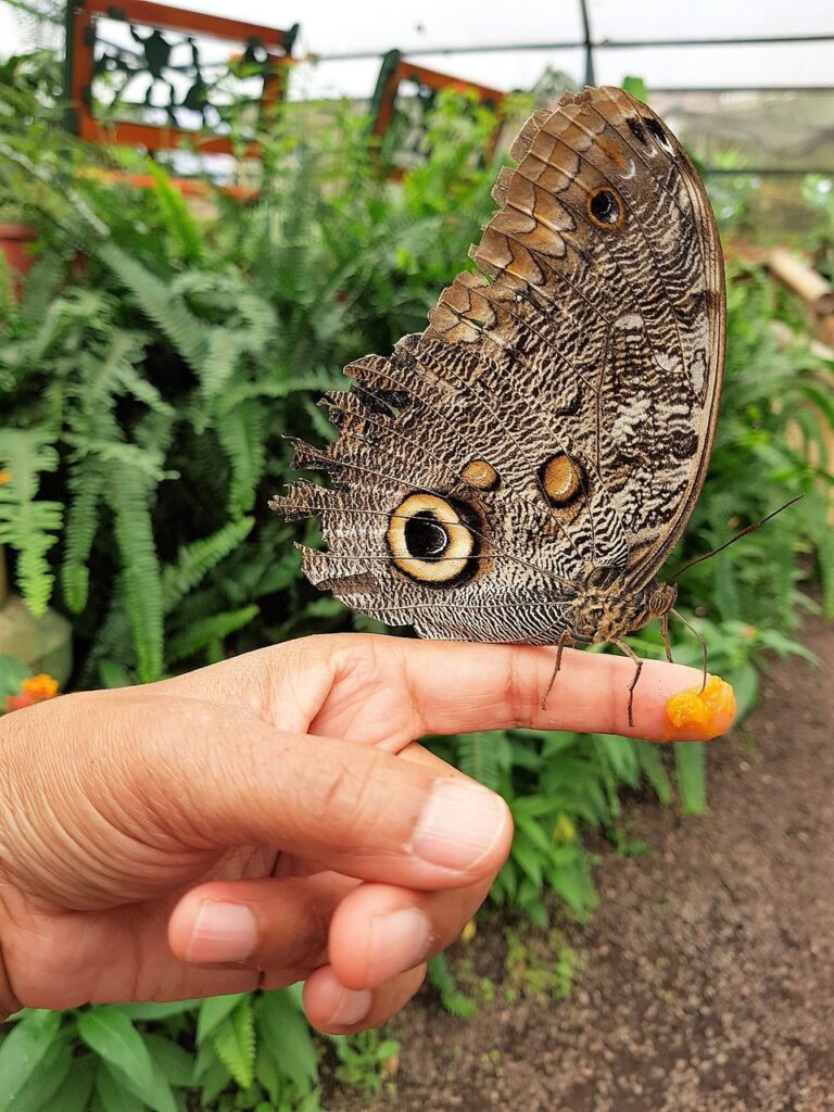 ¿Dónde viven las mariposas?