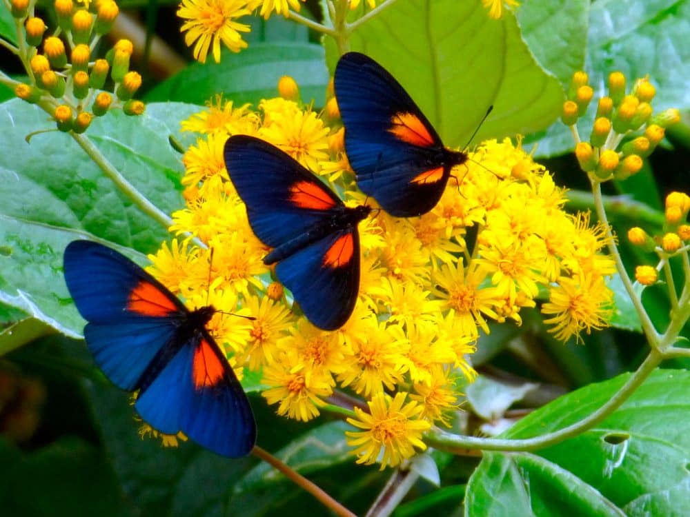 ¿Dónde viven las mariposas?