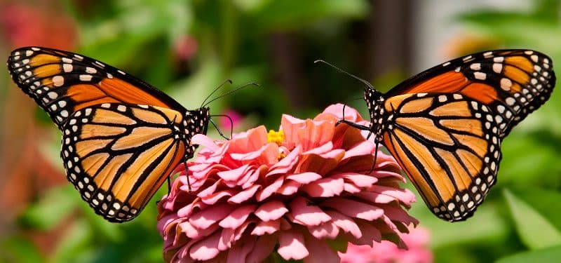 ¿Dónde viven las mariposas?