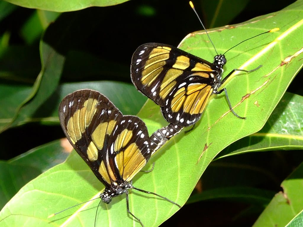 ¿Dónde viven las mariposas?