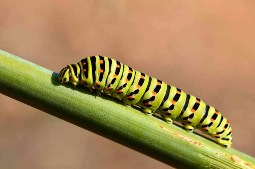 ¿Dónde viven las mariposas?