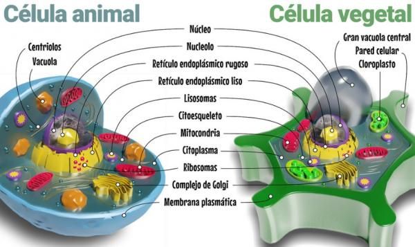 Diferencia entre célula animal y vegetal