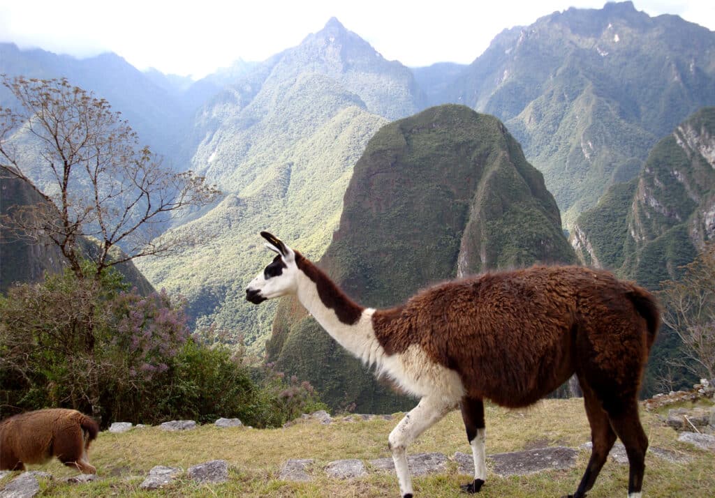 Ecorregiones del Perú