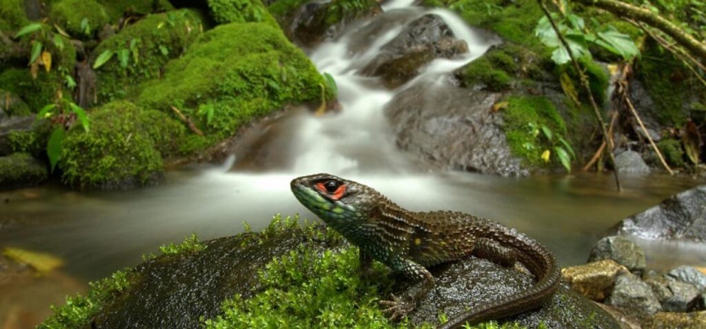 Ecorregiones del Perú