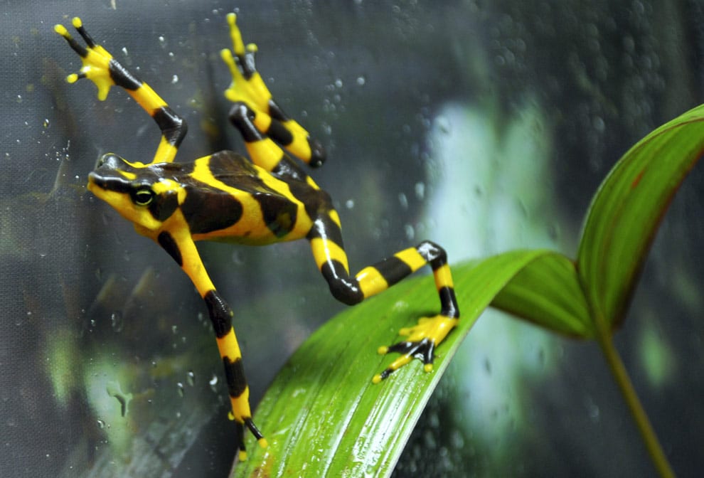 Especies en peligro de Extinción