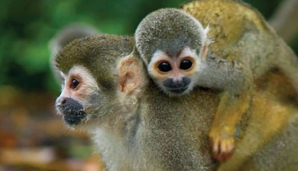 Especies en peligro de extinción