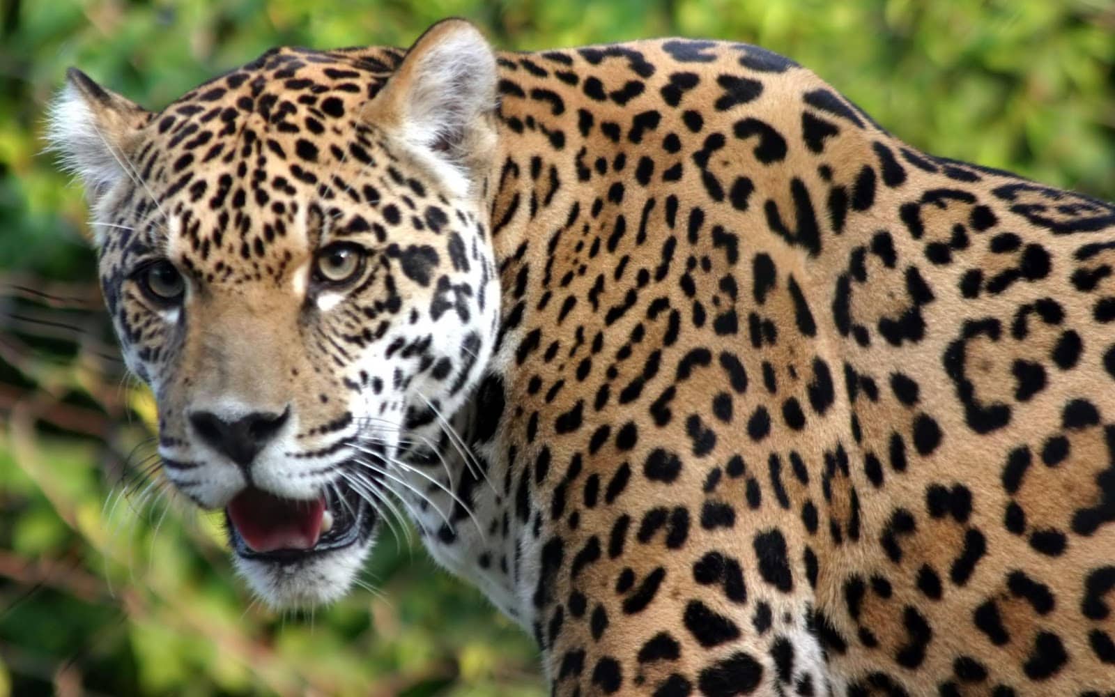 Especies en peligro e extinción