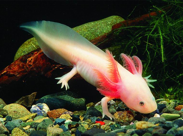 Especies en peligro de extinción