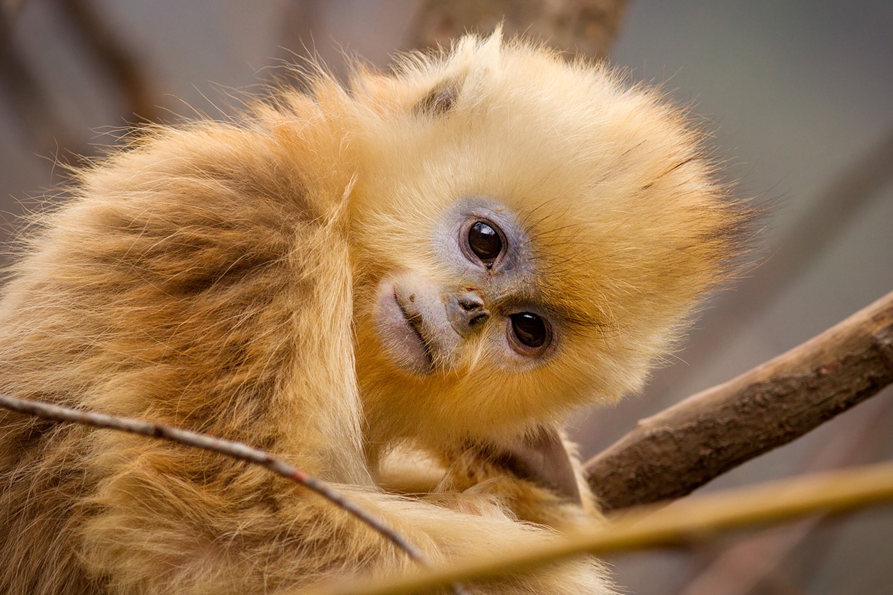 Especies en peligro de extinción