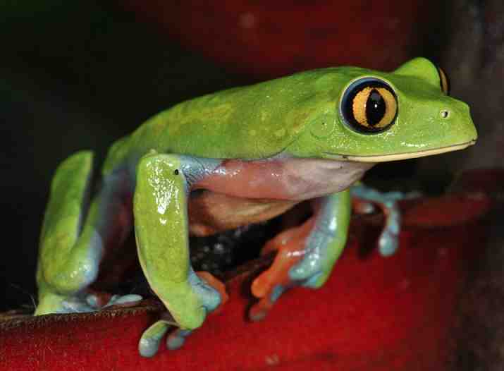 Especies en peligro de extinción