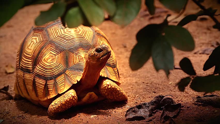 Especies en peligro de extinción