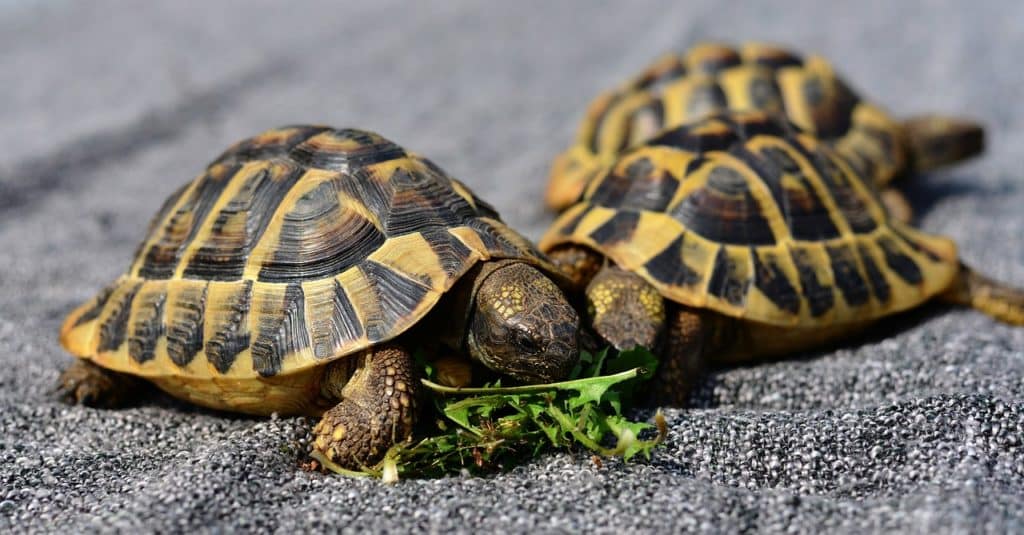 Especies en peligro de extinción