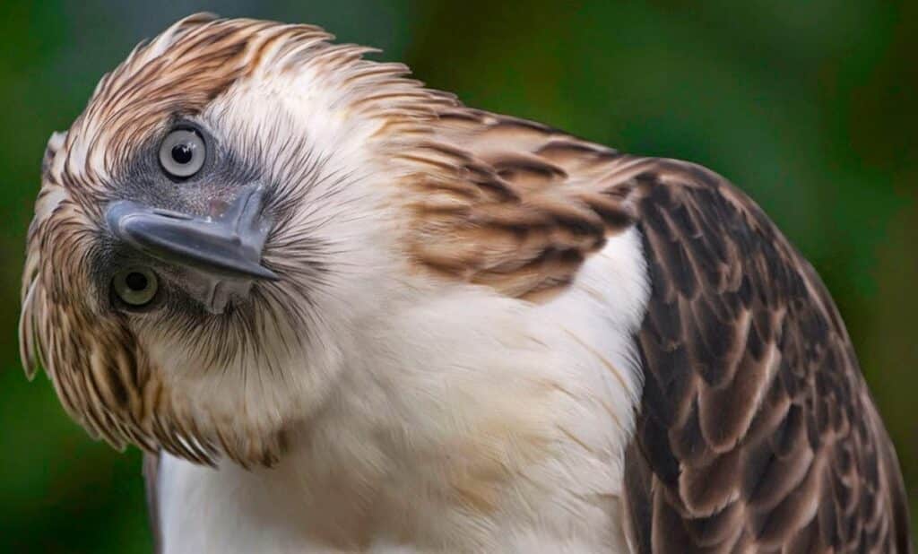 Especies en peligro de extinción