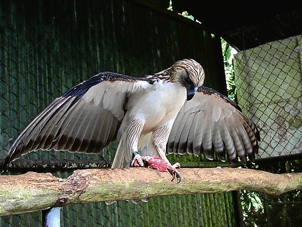 Especies en peligro de extinción